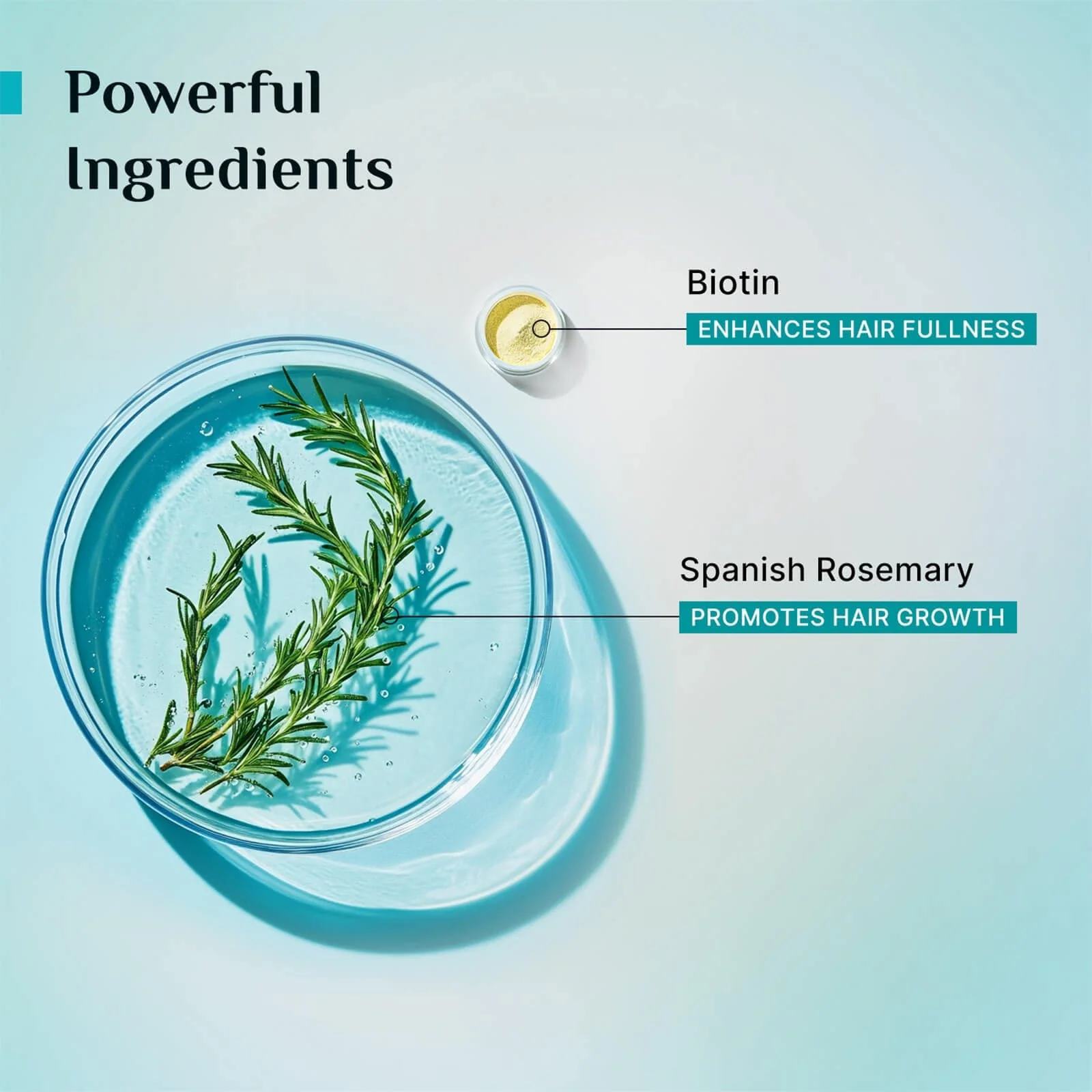 Spanish Rosemary & Biotin Anti-Hairfall Shampoo & Conditioner Combo - Image 4